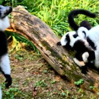 Obitelj čupavouhih lemura