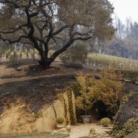 Požar u dolini Napa