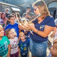 Povodom Svjetskog dana zaštite životinja, Aquarium Pula vratio oporavljene glavate želve u more