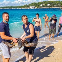 Povodom Svjetskog dana zaštite životinja, Aquarium Pula vratio oporavljene glavate želve u more