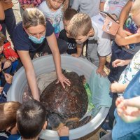 Povodom Svjetskog dana zaštite životinja, Aquarium Pula vratio oporavljene glavate želve u more
