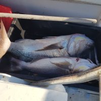 Ulov ugostitelja iz Podgore