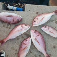 Ulov ugostitelja iz Podgore