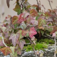 Xiaomi Mi 10T Pro 5G