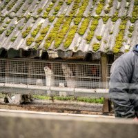 Farma kuna u Danskoj