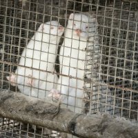 Farma kuna u Danskoj