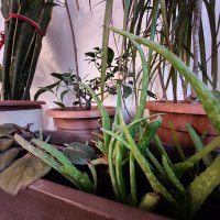 Samsung Galaxy S20 FE 5G primjeri fotografija