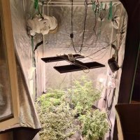 Muškarac uzgajao marihuanu u stanu u Puli