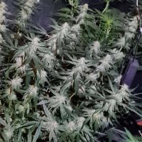 Muškarac uzgajao marihuanu u stanu u Puli