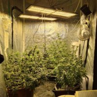 Muškarac uzgajao marihuanu u stanu u Puli