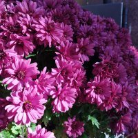 Nokia 3.4 primjeri fotografija