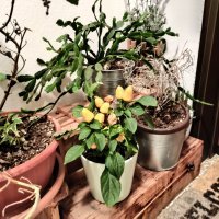 OnePlus Nord N10 5G primjer fotografija