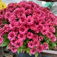 OnePlus Nord N10 5G primjer fotografija