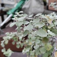 OnePlus Nord N10 5G primjer fotografija