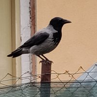 OnePlus Nord N10 5G primjer fotografija