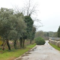 Pula: Nevrijeme uz kišu i jak vjetar čupalo stabla i poplavilo prometnice