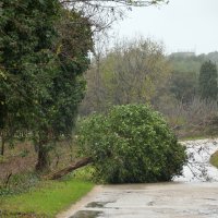 Pula: Nevrijeme uz kišu i jak vjetar čupalo stabla i poplavilo prometnice