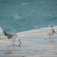 Orkansko jugo uz kišu opustošilo je ulice Zadra