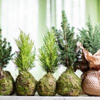 Ana Hrgovčić, biljke.plants