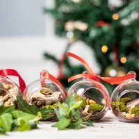 Ana Hrgovčić, biljke.plants