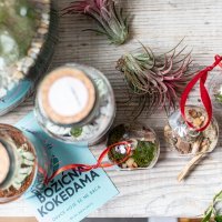 Ana Hrgovčić, biljke.plants