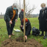 Nova ljevica posadila crveni javor