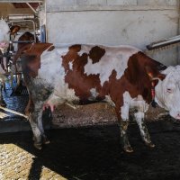 Krave, mužnja