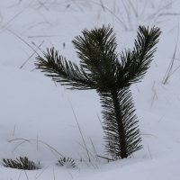 Snijeg na planini Biokovo iznad Makarske