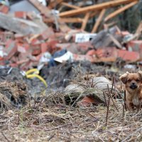 Pas u Majskim Poljanama