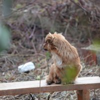 Pas u Majskim Poljanama