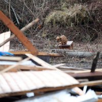 Pas u Majskim Poljanama