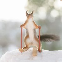 Vjeverice na skijama