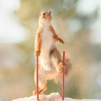 Vjeverice na skijama