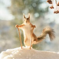 Vjeverice na skijama