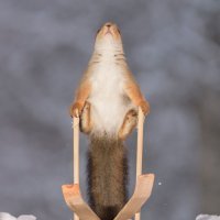 Vjeverice na skijama