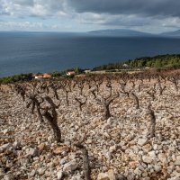 Vina Benmosche dingač i zinfandel