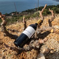 Vina Benmosche dingač i zinfandel