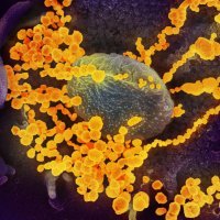 Koronavirus