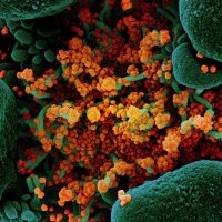 Koronavirus