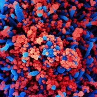 Koronavirus
