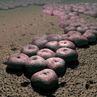 Acinetobacter baumannii