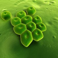 Acinetobacter baumannii