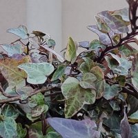 Samsung Galaxy S21 Ultra primjeri fotografija