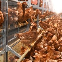 Premijer Plenković posjetio je novu farmu kokoši nesilica Lukač d.o.o.