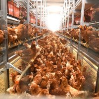 Premijer Plenković posjetio je novu farmu kokoši nesilica Lukač d.o.o.