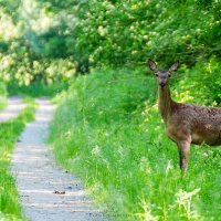 Baranja, Zvonimir Janković