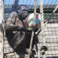 Životinje u ZOO vrtu Zagreb razveselile su se pisanicama