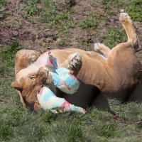 Životinje u ZOO vrtu Zagreb razveselile su se pisanicama