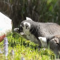 Životinje u ZOO vrtu Zagreb razveselile su se pisanicama