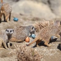 Životinje u ZOO vrtu Zagreb razveselile su se pisanicama
